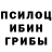 Псилоцибиновые грибы Cubensis TermiAnts